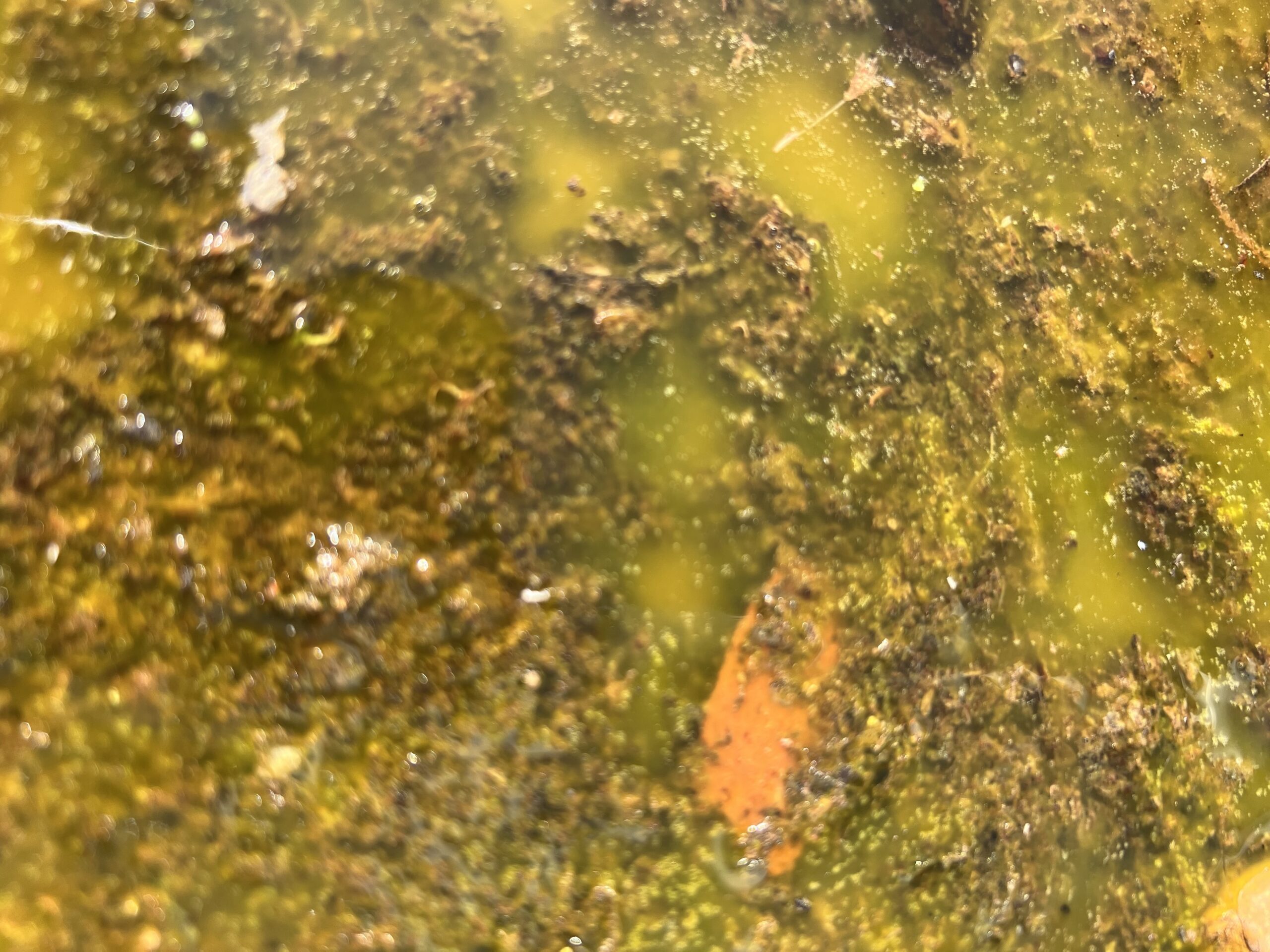 Murky Water